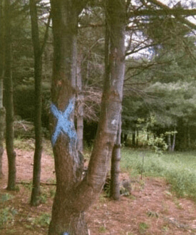 When Going Into The Woods, Mark The Trees