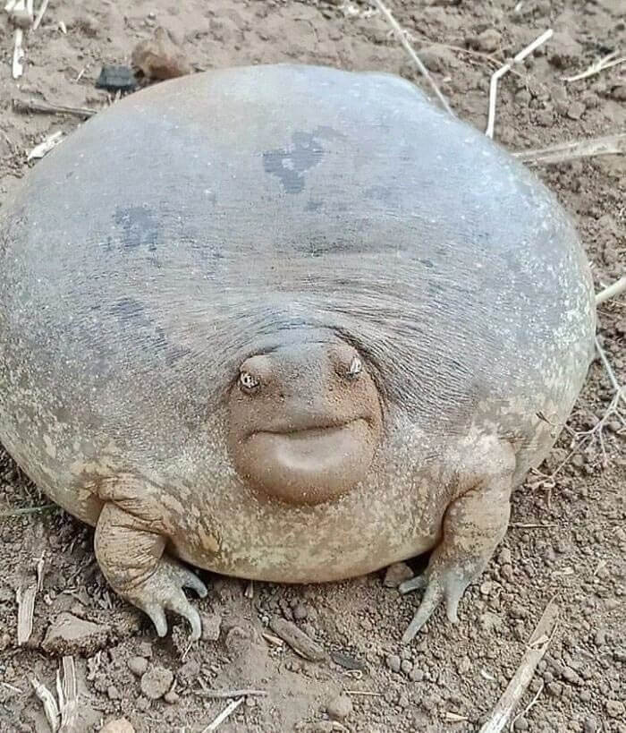 Please Sir, Don't Mistake Me For A Soccer Ball (Again)