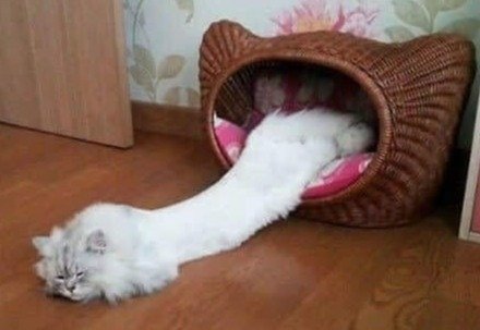 Stretch-A-Cat