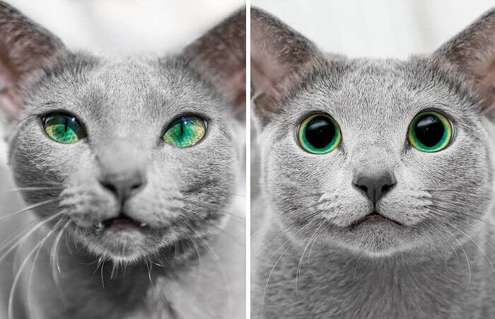 This Kitty's Eyes During The Day vs. The Night Are Wild