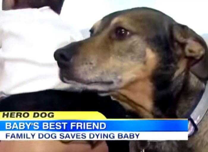 Duke Alerted His Owners So They Would Check On Their Baby Who Was Not Breathing