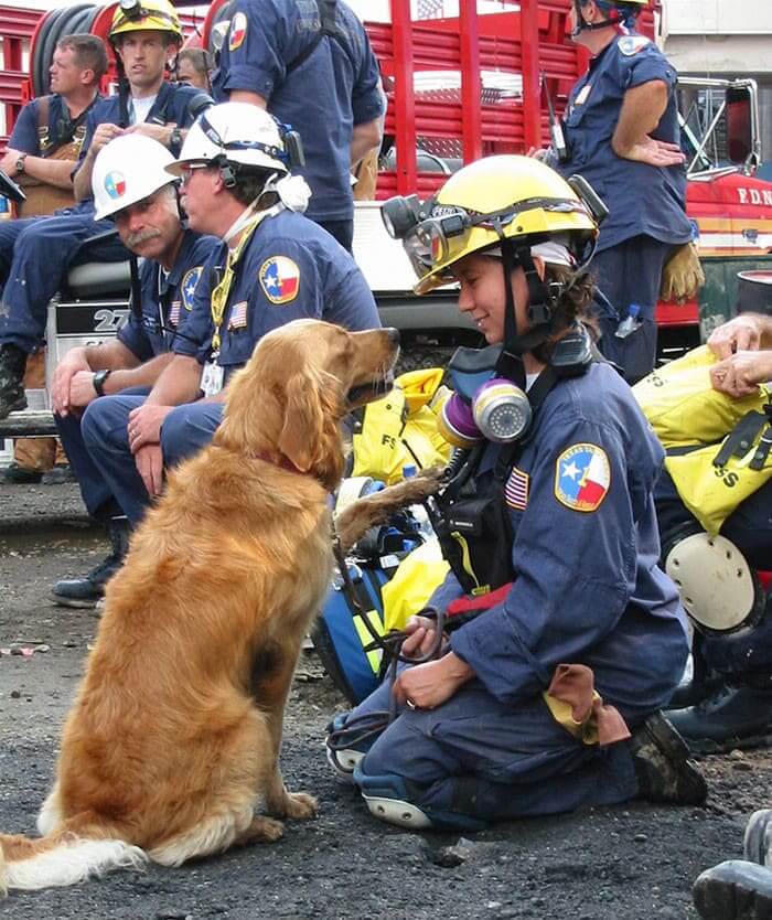 Bretagne Was One Of The Search And Rescue Dogs On 9/11