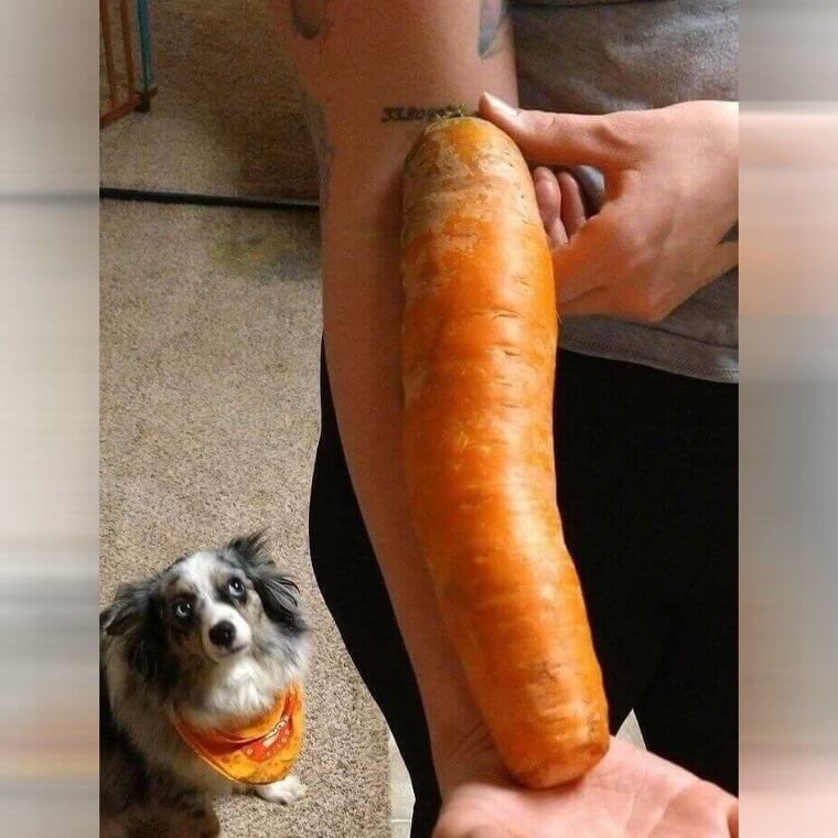 Absolute Unit Of A Carrot In Our Weekly Food Delivery Box