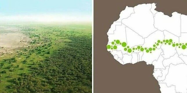 The 8,000 Kilometer Wall of Trees
