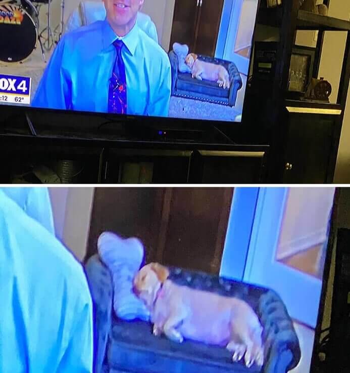 This Cute Pup Resting On His Tiny Couch