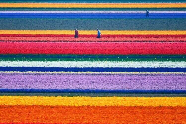 Tulip fields, Netherlands
