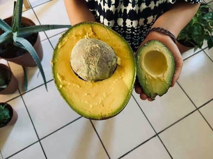 The Biggest Avocado We've Ever Seen