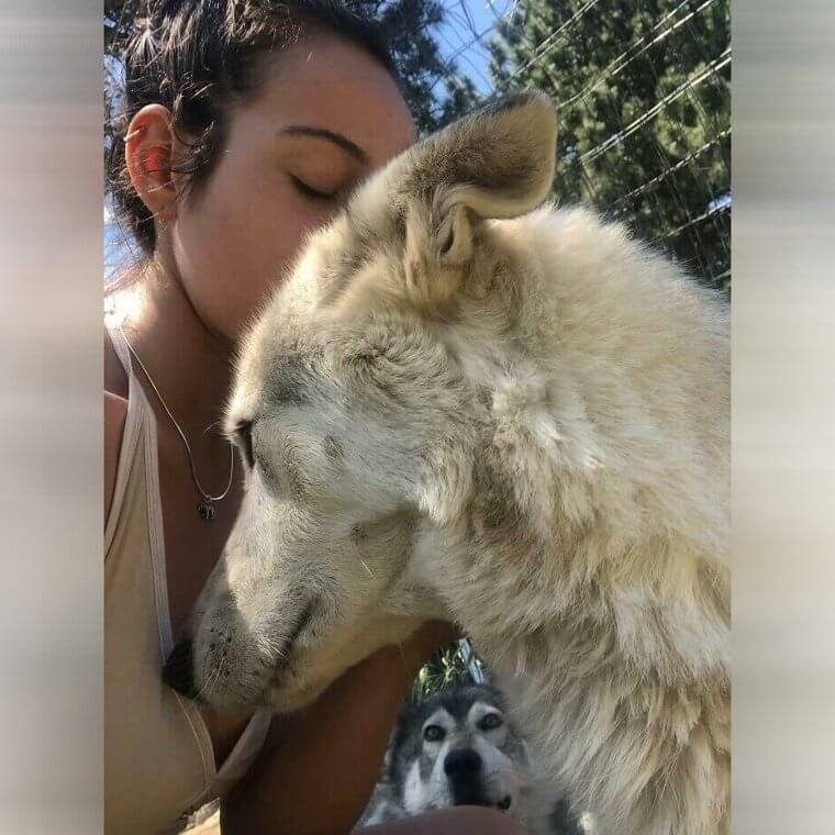 The Jealousy Is Real Between These Two Dogs