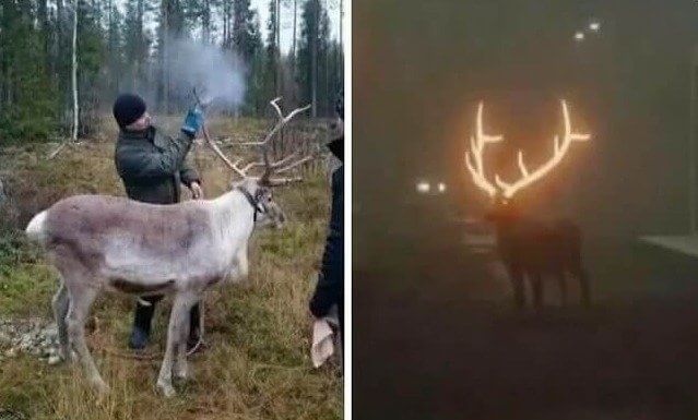The Reindeers Are Glowing in Finland