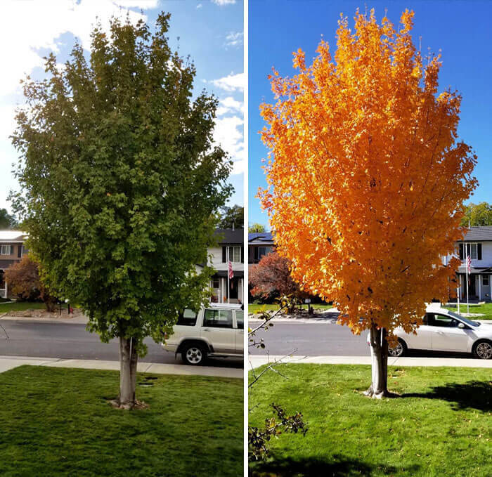 The Shocking Autumn Transformation Of A Maple Tree In Just 11 Days