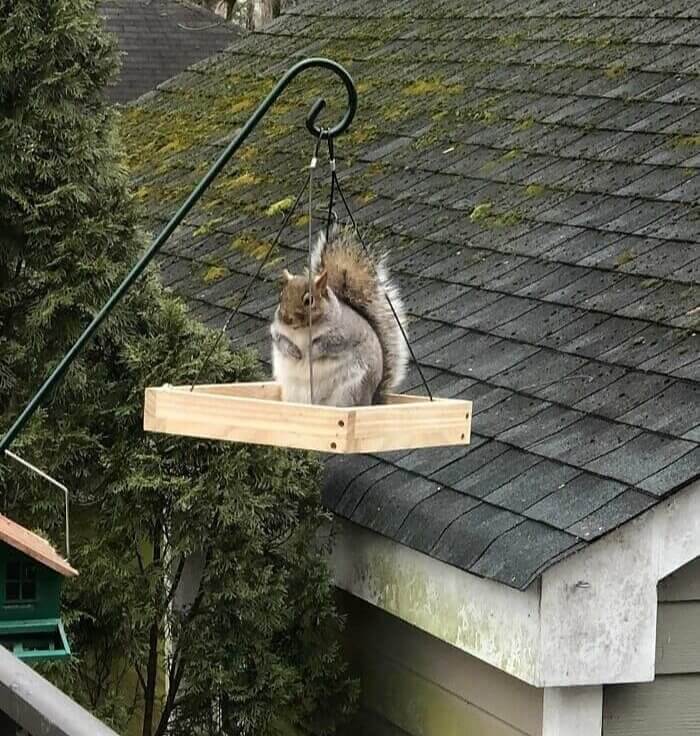 This Absolute Unit Of A Squirrel In Our Back Yard