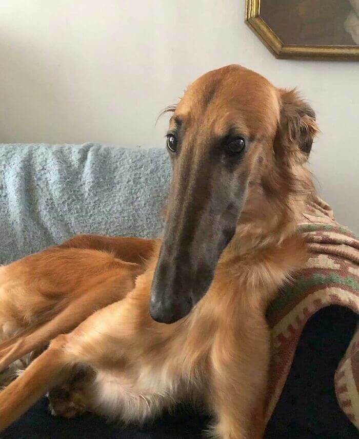 Why The Long Face?