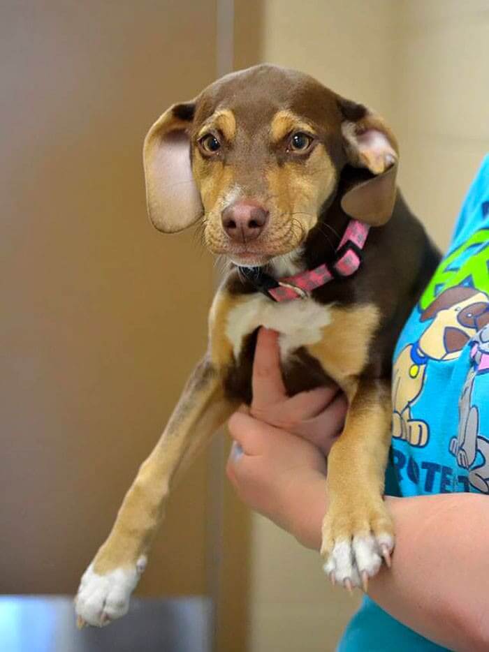 Peanut Survived Horrible Abuse And Then Saved A Life