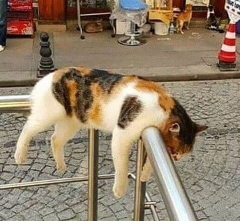 Monorail Cat