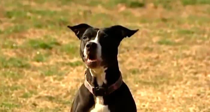 She Saved Her Family And Other Dogs From A House Fire