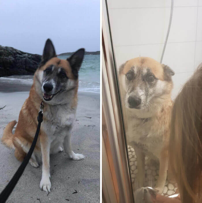 Dog Delight At The Beach Vs. Cleaning His Little Feet Afterwards