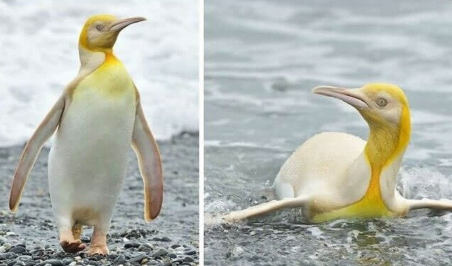 Yellow Penguin Gets Caught on Camera