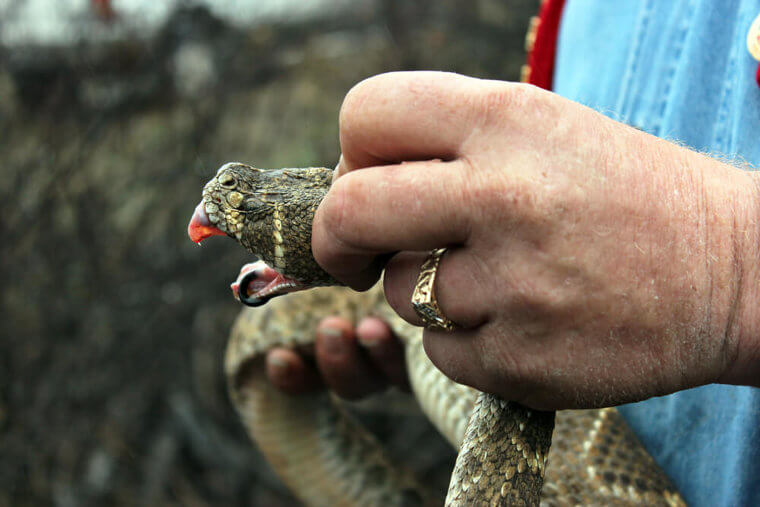 Poisonous Snakes Are Smaller Than You Think