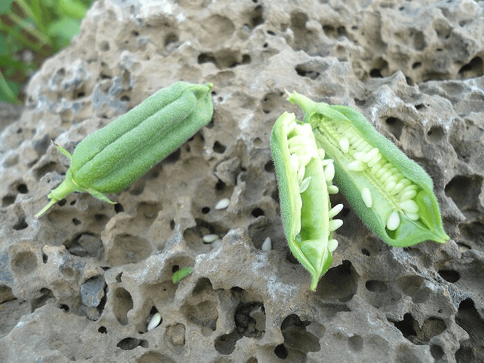 Why Do Sesame Seeds Look More Like Okra?