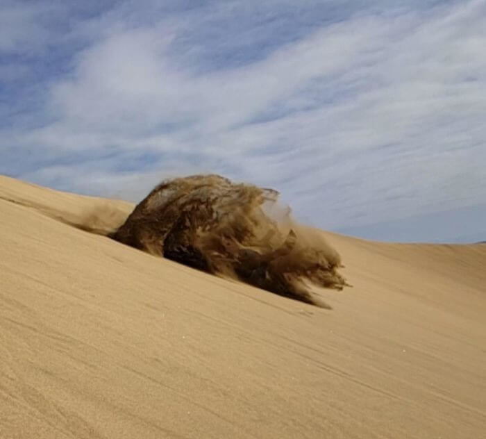 Run For Your Life, It's A Sand Bear
