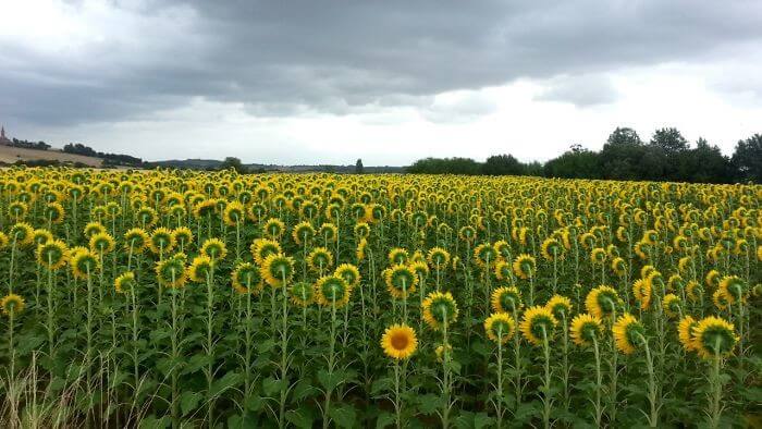 The One Sunflower That Wanted To Be Different