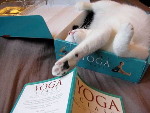 The "Sleeping Cat" Pose