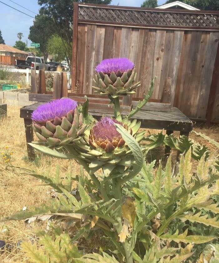 A Look at Artichoke Flowers