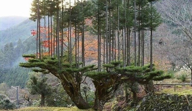 The Trees Are Growing Out of Trees in Japan