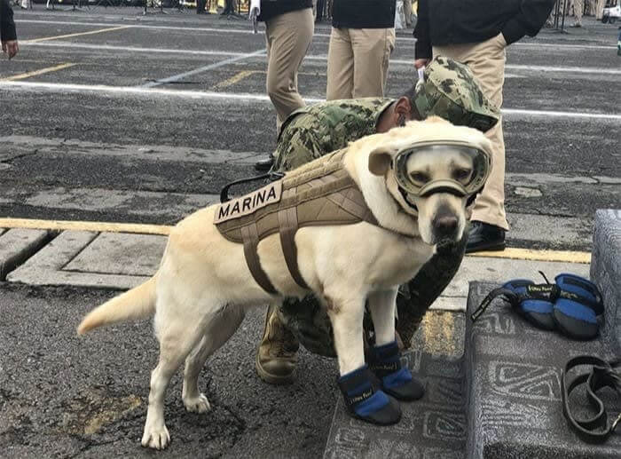 Frida Saved Numerous People From An Earthquake