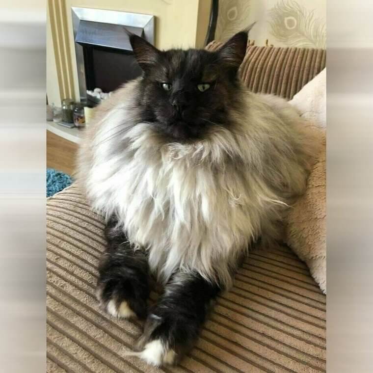 Feline Fluff Monster Fashionista