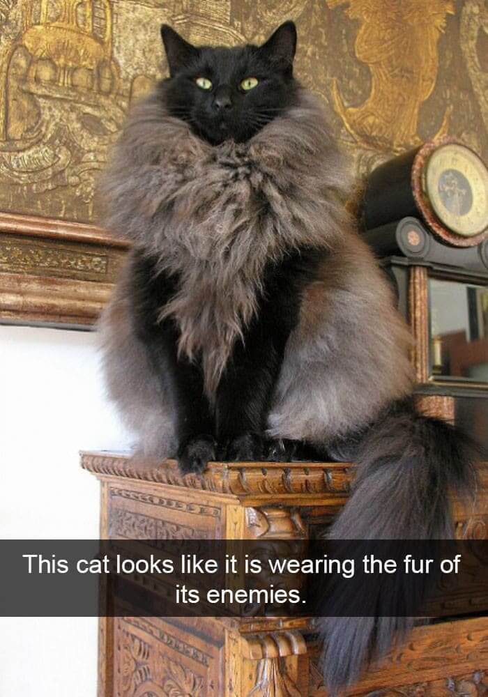 The Jon Snow Of Cats