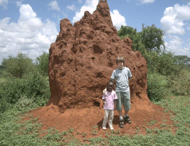 Crushed Termites Can Be Used As Insect Repellent