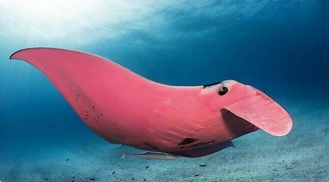 The Only Pink Manta Ray in Existence Is Caught on Camera