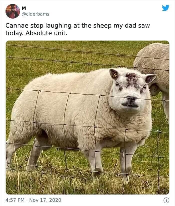 Baa-Baa Bouncer, The Sheep In Wolf's Clothing
