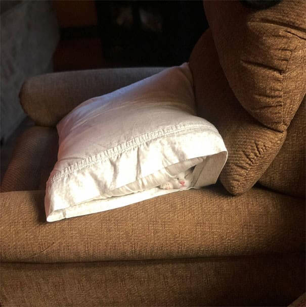Where's Waldo: Cat Edition