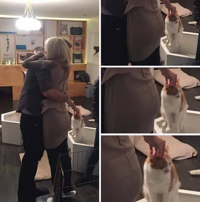 Must. Scratch. The. Cat.