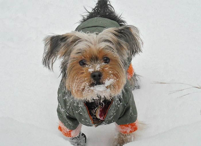 Buster Saved His Owner When He Was Just 10-Months-Old