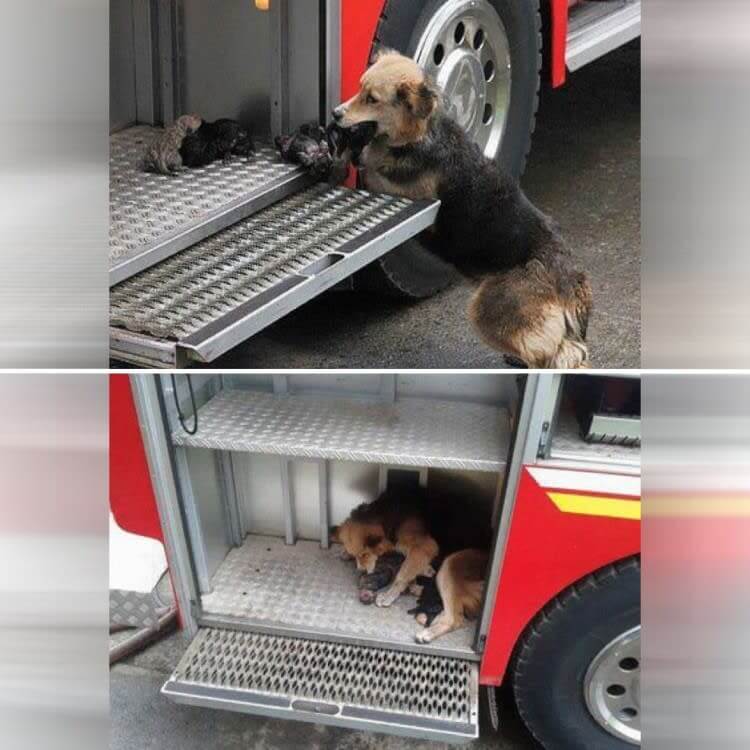 She Saved Her Puppies From A Fire And Put Them On The Fire Truck