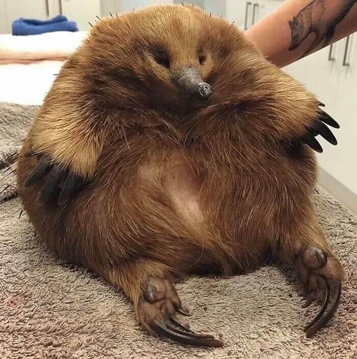 This Enormous Echidna Came Into A Wildlife Sanctuary...