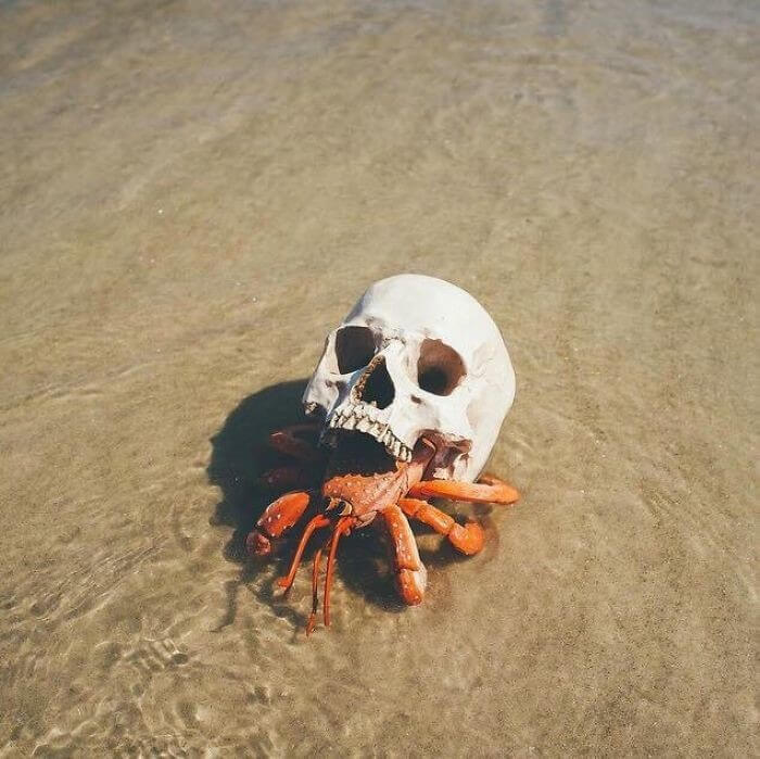 A Hermit Crab Found A Skull To Use As Its Shell