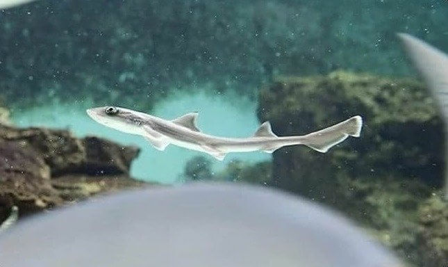 The Jesus of the Sharks