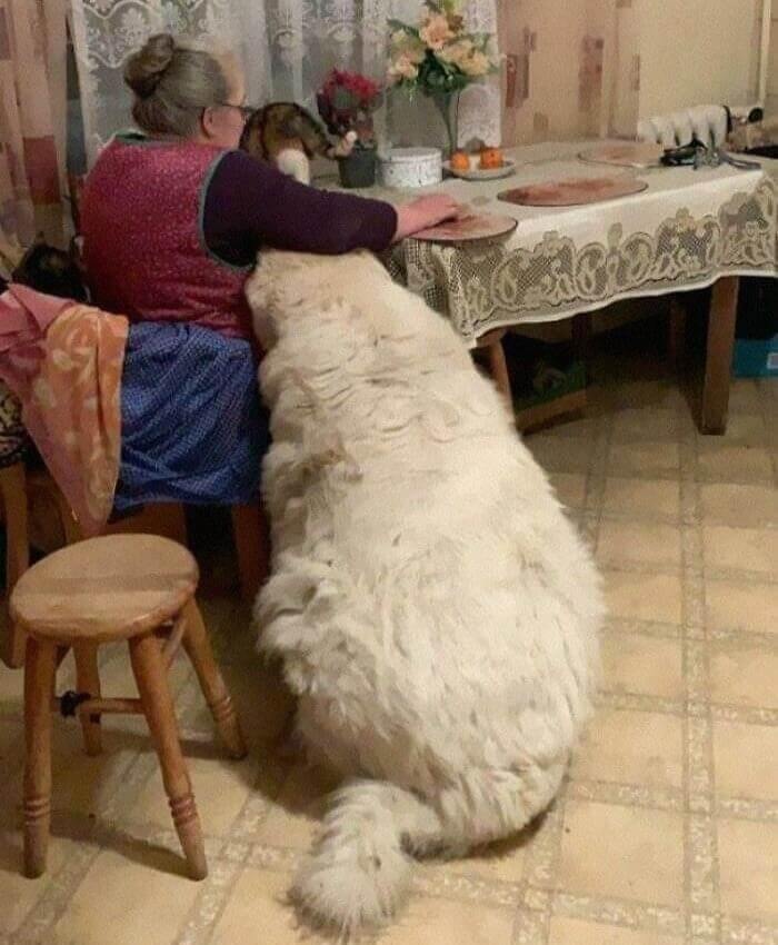 Check Out This Adorable Giant Doggo