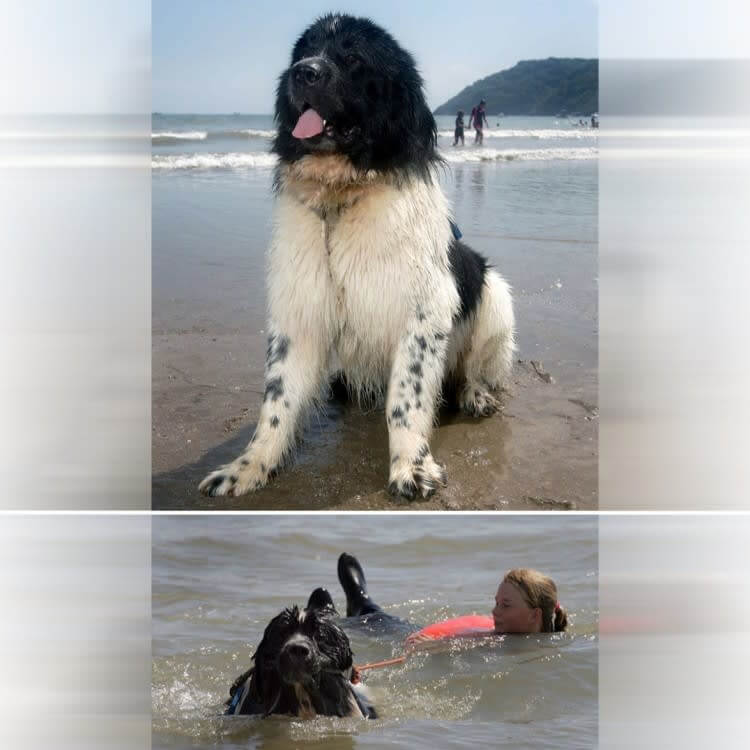 Whizz Won An Award For His Incredible Heroic Act
