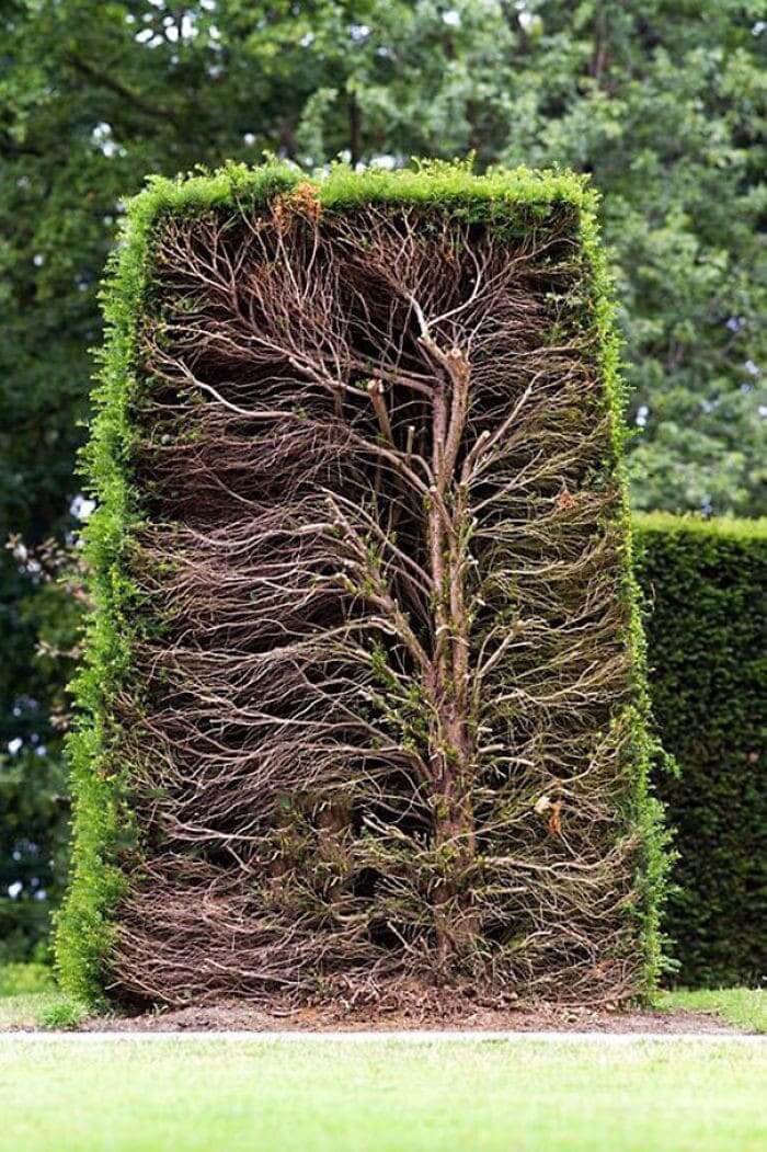 When You Cut a Mature Hedge in Half