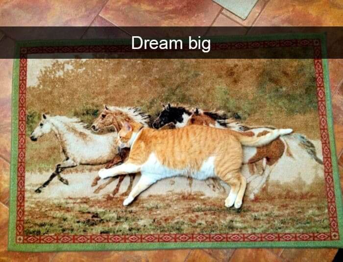Run With The Horses