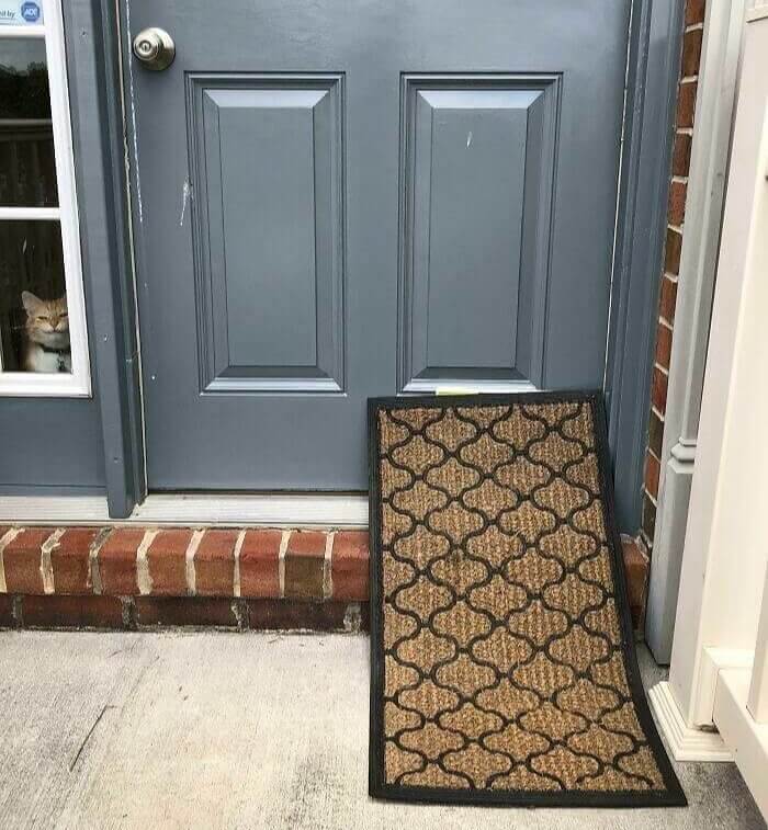 The Cat Was Watching Them