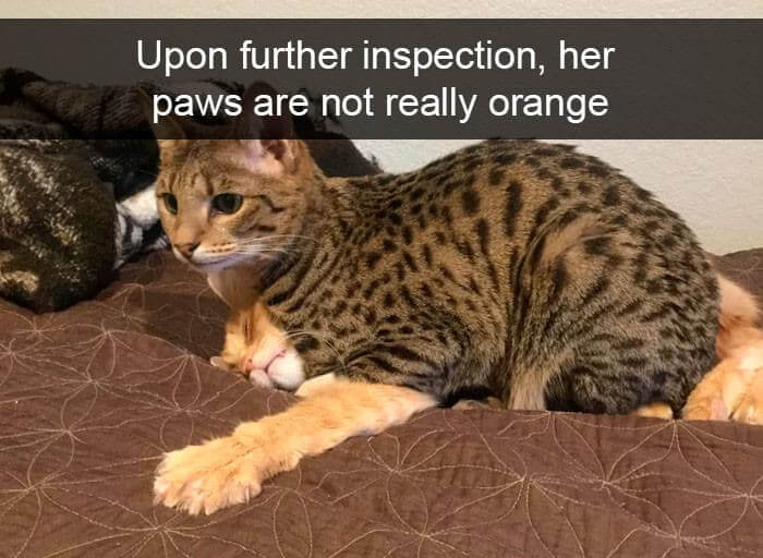 Spot The Second Cat
