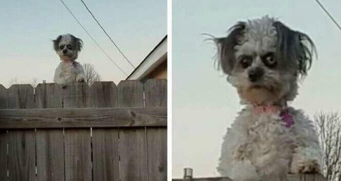 Have You Ever Seen a Possessed Dog?
