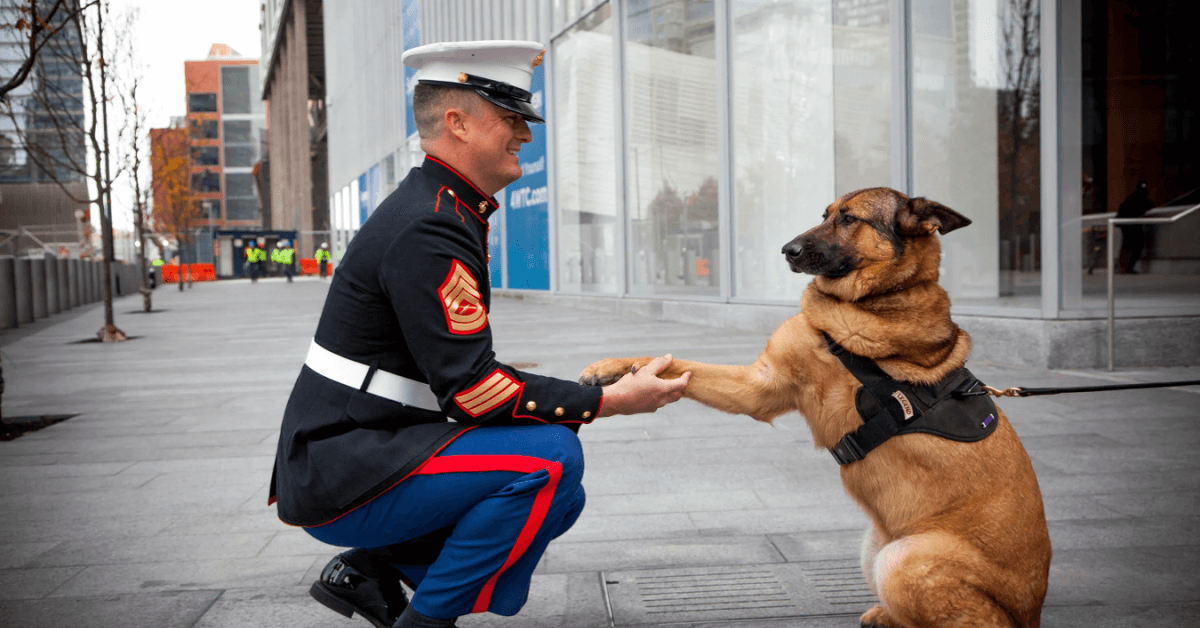Times Incredibly Heroic Dogs Saved Their Owner’s Lives