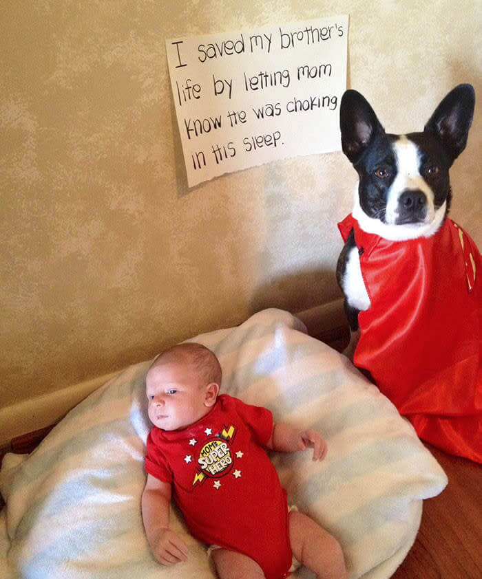 The Baby Was Choking, So His Dog Brother Got Help
